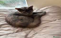 Mixed Breed cats for sale: Kitten for sale - Image 4