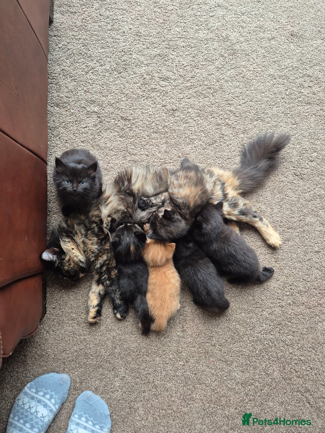 Mixed Breed cats for sale: 😺 VERY FRIENDLY KITTENS 😺 - Advert 6