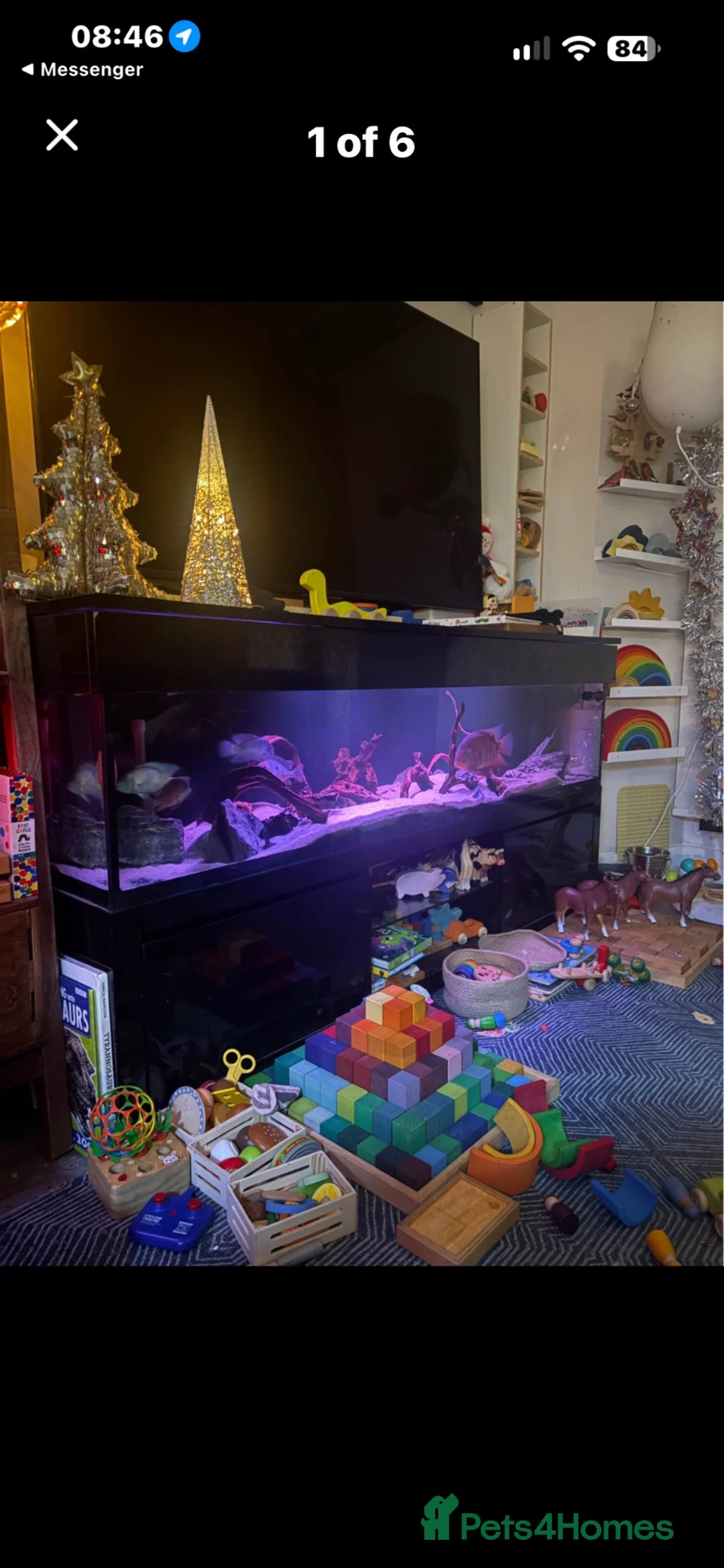 Tetras fish for sale: Full aquarium set up 320L - Advert 1