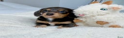 Miniature Dachshund dogs for sale: Miniature Dachshund - only Males available  - Advert 5