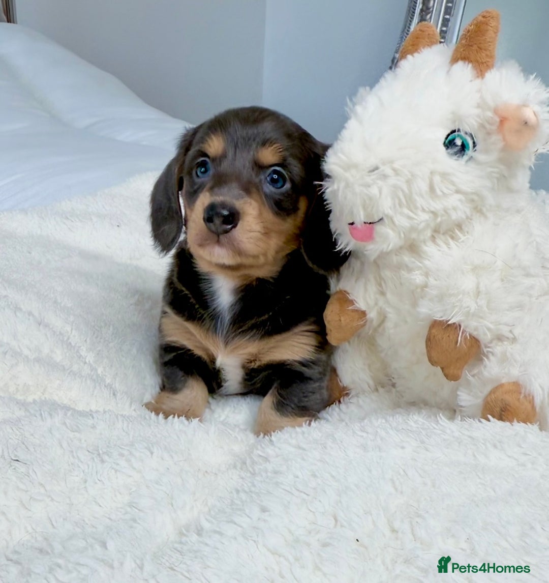 Miniature Dachshund dogs for sale: Miniature Dachshund - only Males available  - Advert 5