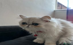 Persian cats for sale: Persian pure kittens  - Image 2