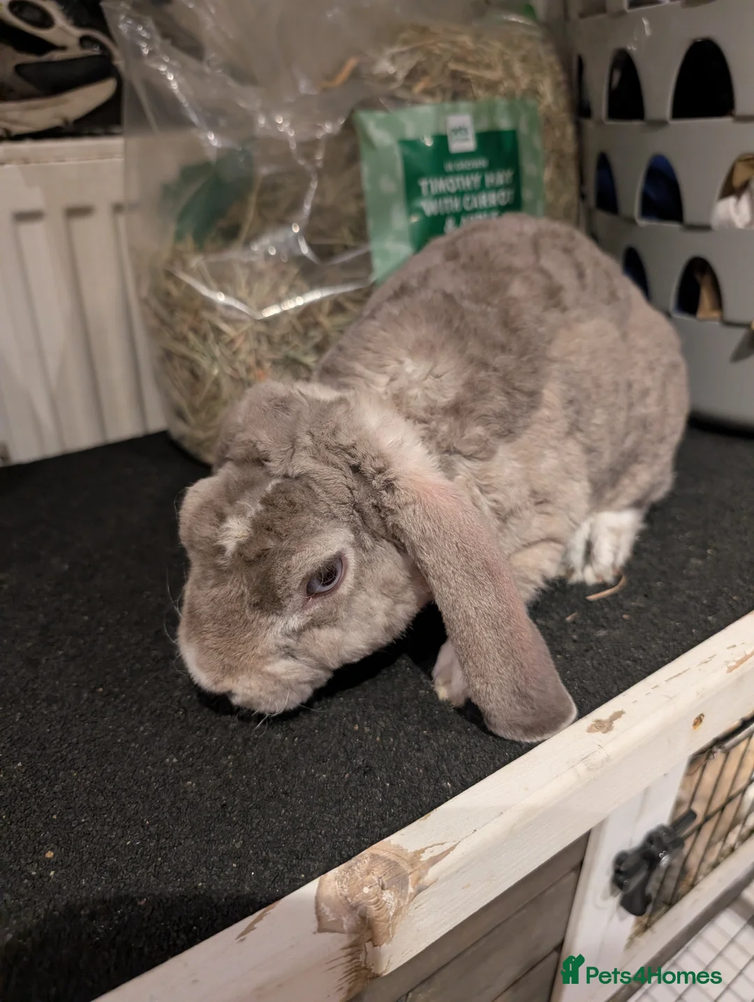 Mini Lop rabbits for sale: Plush mini lop buck - Advert 1