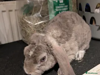 Mini Lop rabbits Plush mini lop buck - Advert 2