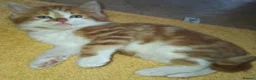 British Longhair cats for sale: 2 Beautiful Longhaired Kittens 1 Male 1 Female. in Dudley - Advert 3