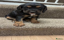 Cocker Spaniel dogs for sale: Fantastic working Cockspaniel puppy - Advert 2