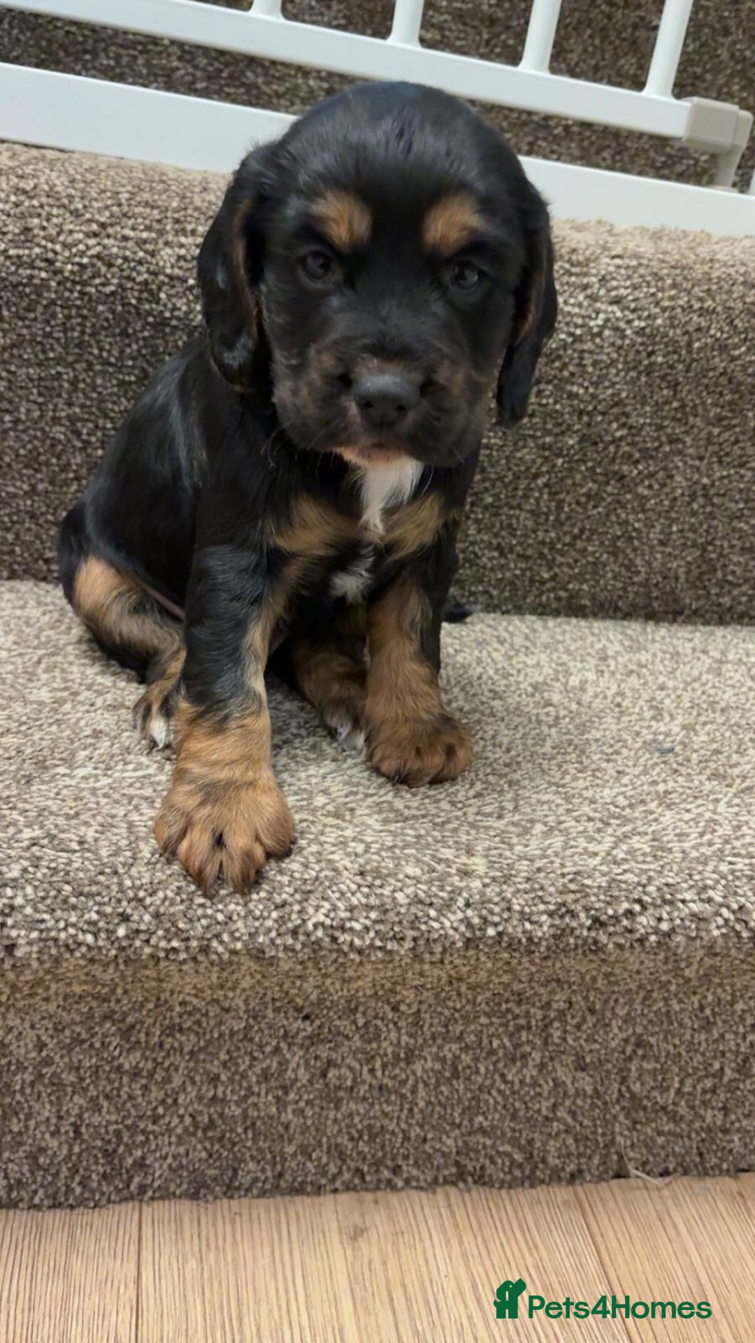 Cocker Spaniel dogs for sale: Fantastic working Cockspaniel puppy - Advert 2