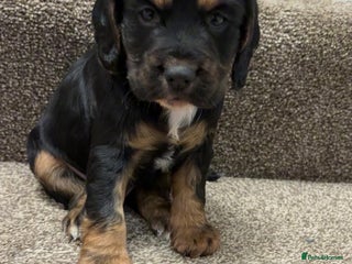 Cocker Spaniel dogs Fantastic working Cockspaniel puppy - Advert 1