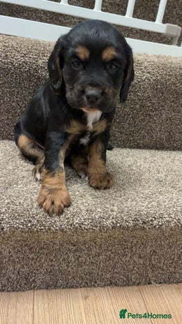 Cocker Spaniel dogs Fantastic working Cockspaniel puppy - Advert 1