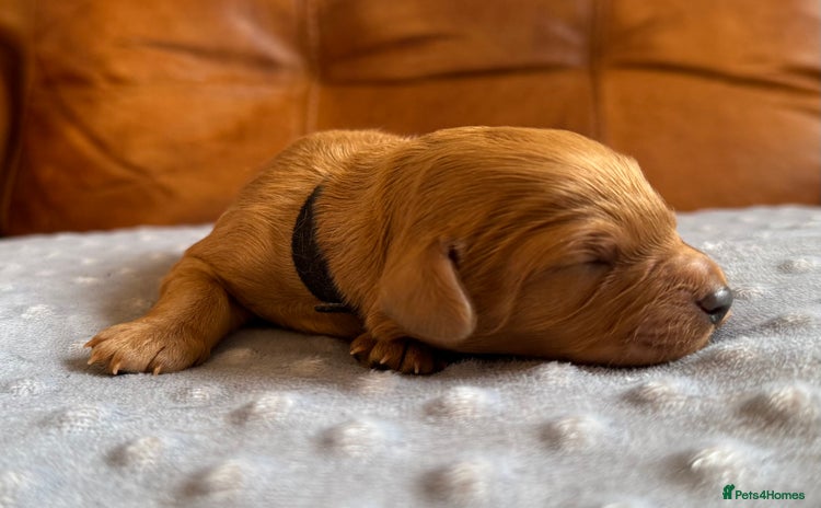 Cavapoo dogs - Advert 3