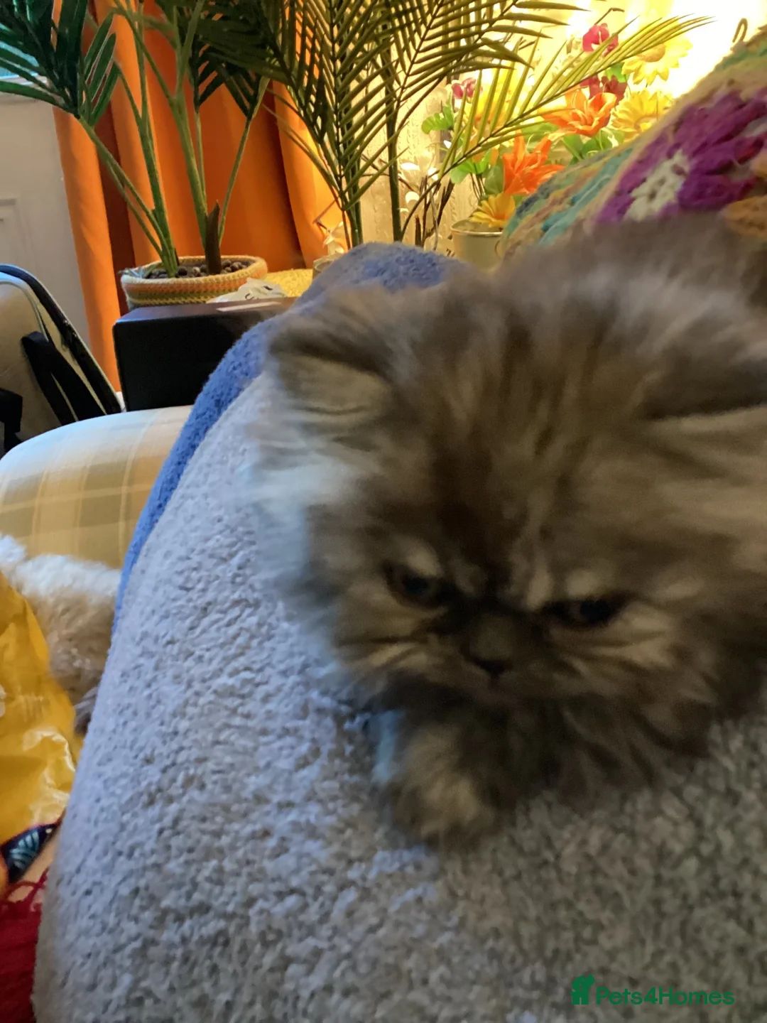 Persian cats for sale: Kitten Persian  in Liverpool - Advert 4