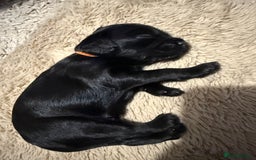 Mixed Breed dogs for sale: chunky litter of French bulldog cross cockapoo - Advert 11