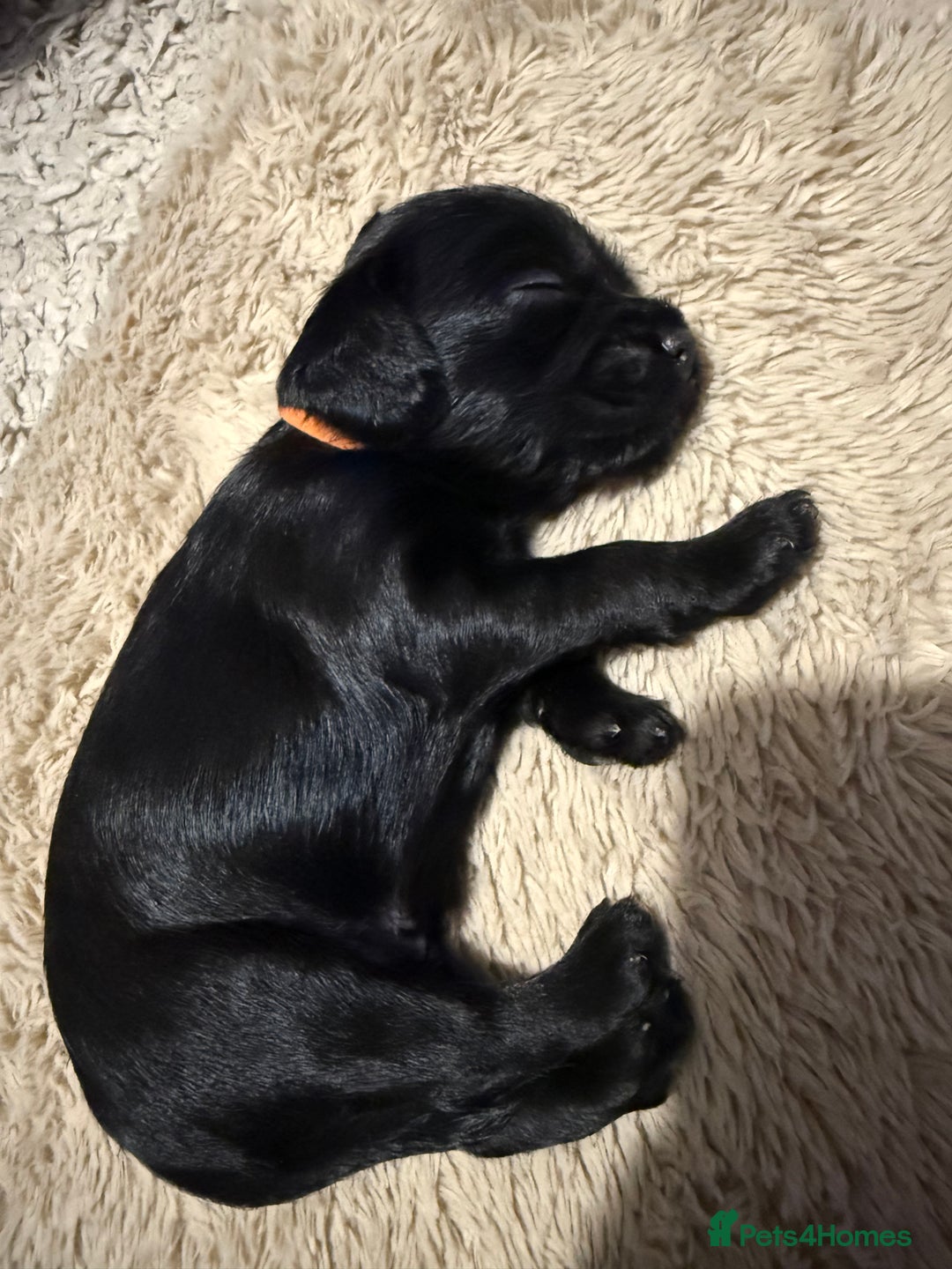 Mixed Breed dogs for sale: chunky litter of French bulldog cross cockapoo - Advert 11