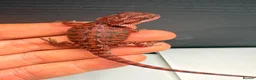 Bearded Dragon reptiles for sale: Stunning Baby Bearded Dragons – Monster x Spanish  - Advert 19