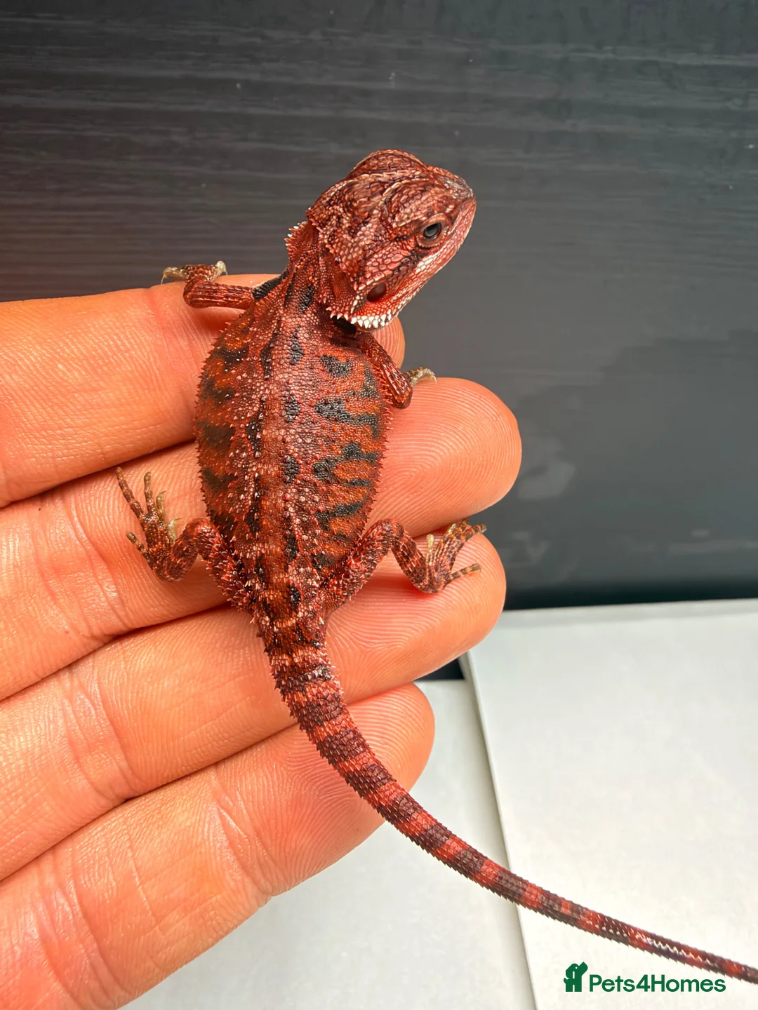 Bearded Dragon reptiles for sale: Stunning Baby Bearded Dragons – Monster x Spanish  - Advert 19