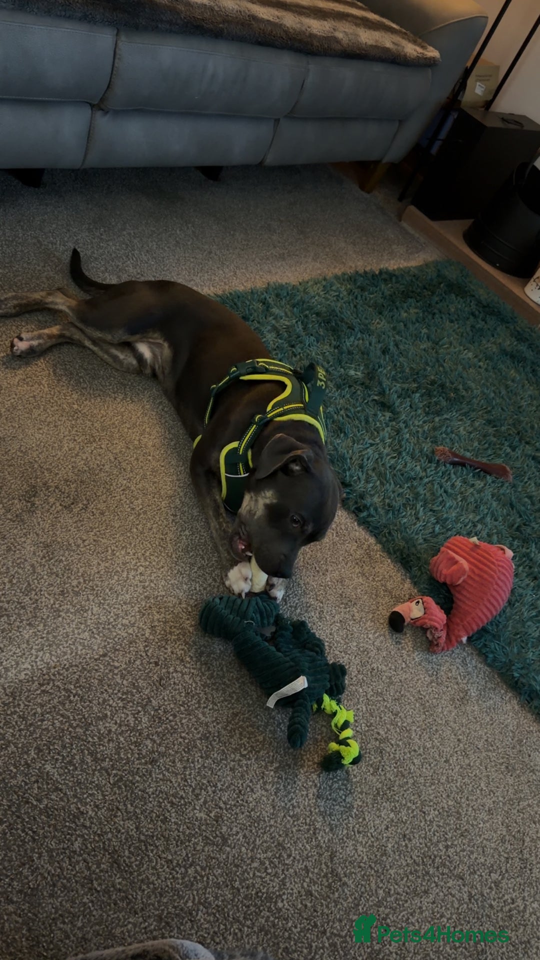 Mixed Breed dogs for sale: Beautiful 8 Month Old Boy - Advert 2