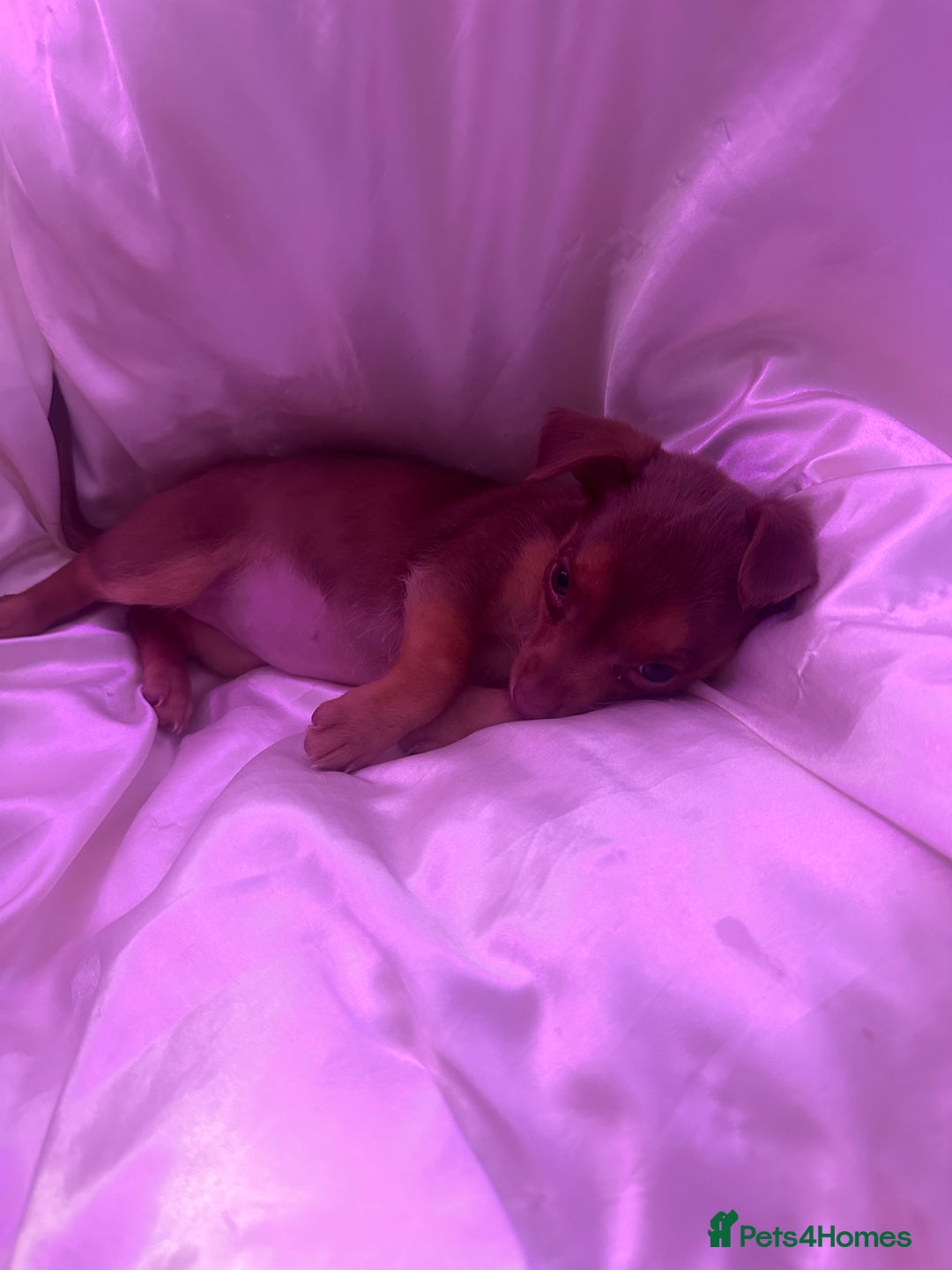 Mixed Breed dogs for sale: Cutest girl chihuahua 5 months, fits in my bag🥺 - Image 2