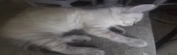 Ragdoll cats for sale: 6 beautiful floofballs 1 flame 5 bluepoint   - Advert 5