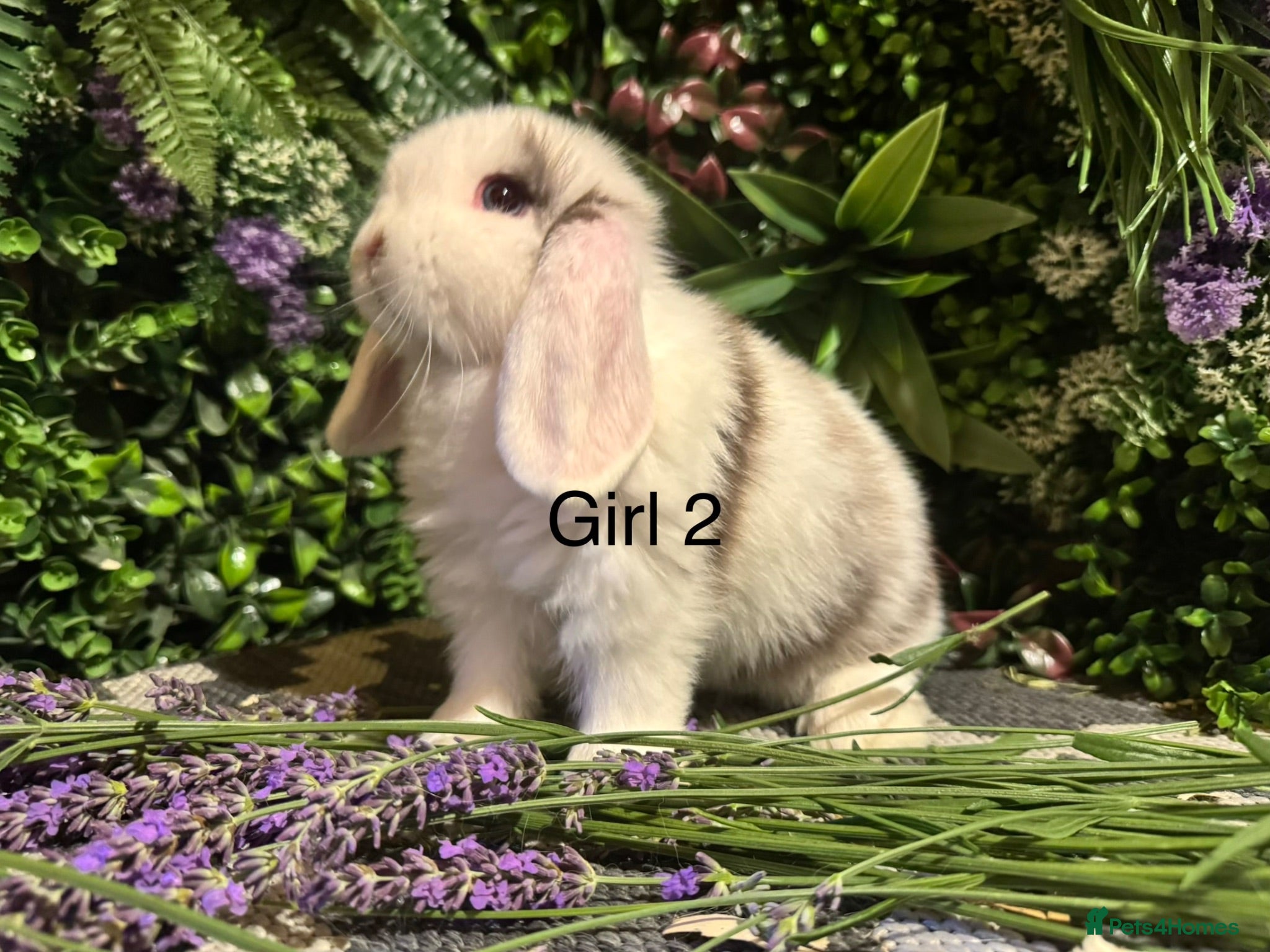 Mini Lop rabbits ⭐️pure bred mini lops ready to reserve⭐️ - Advert 2