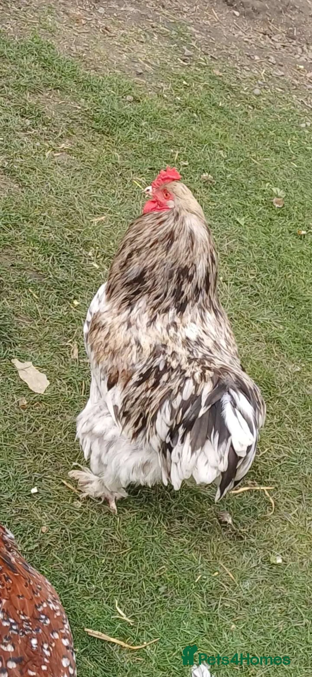Chickens poultry for sale: Brahma cockerel  - Advert 3
