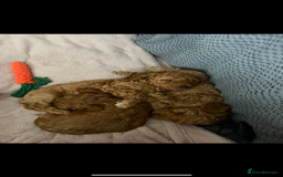 Cockapoo dogs for sale: Female Red Cockapoo Puppies  - Image 3