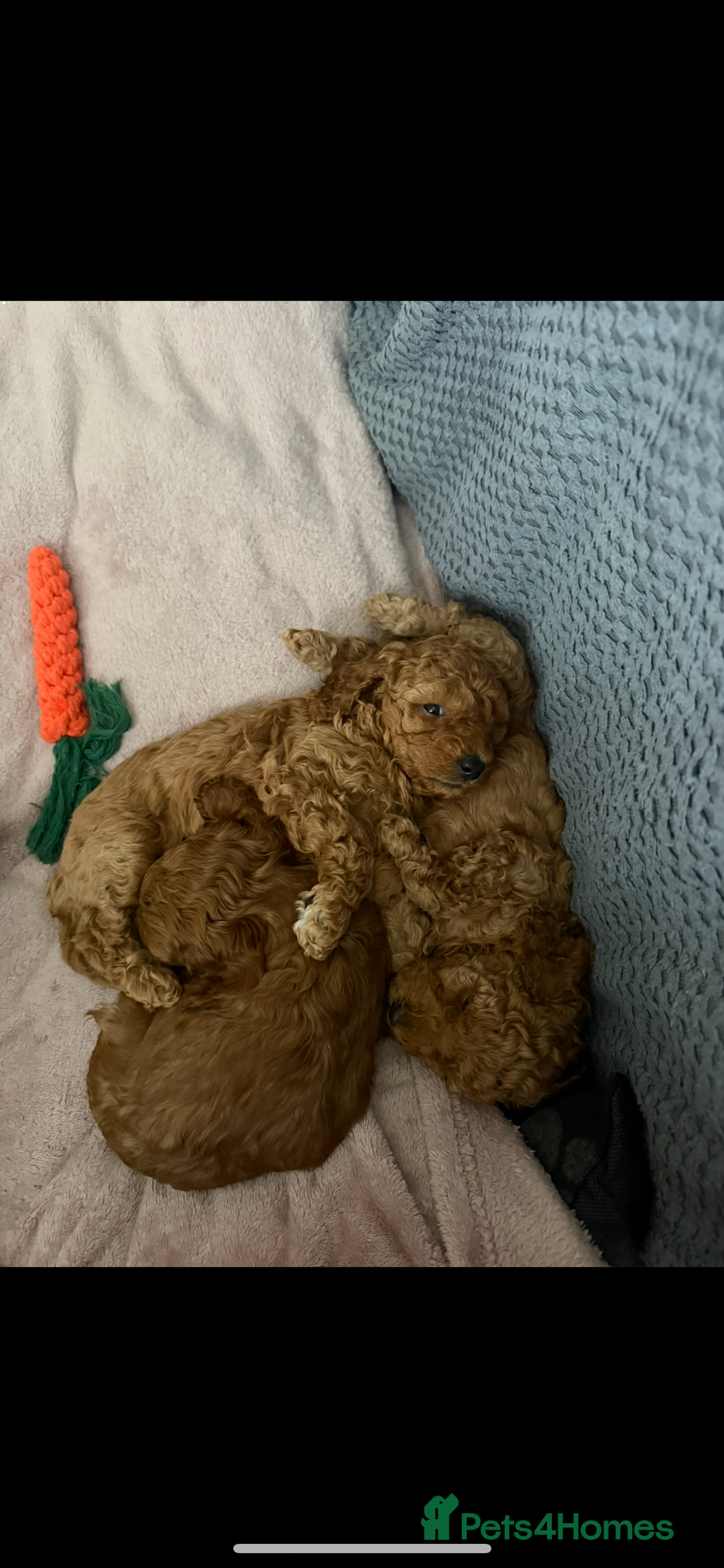 Cockapoo dogs for sale: Female Red Cockapoo Puppies  - Image 3