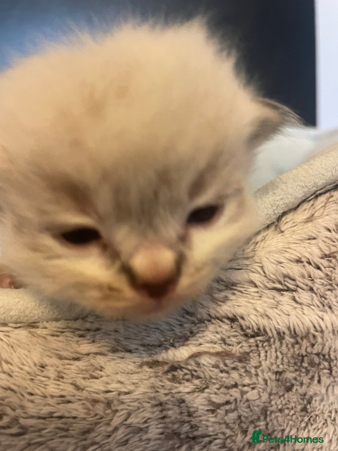 Ragdoll cats for sale: Stunning Ragdoll kittens blue lnyx ready soon  - Image 23