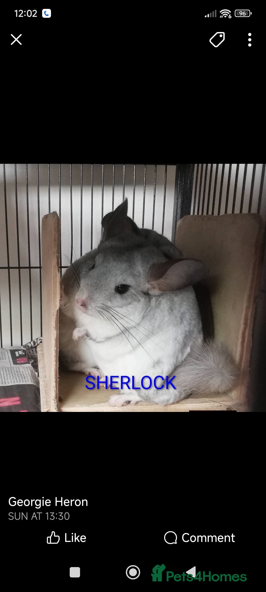 Chinchilla rodents for sale: Chinchillas for sale  - Advert 2