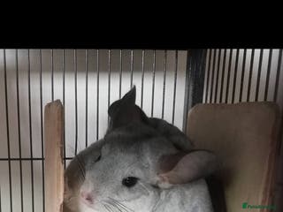 Chinchilla rodents Chinchillas for sale - Advert 11