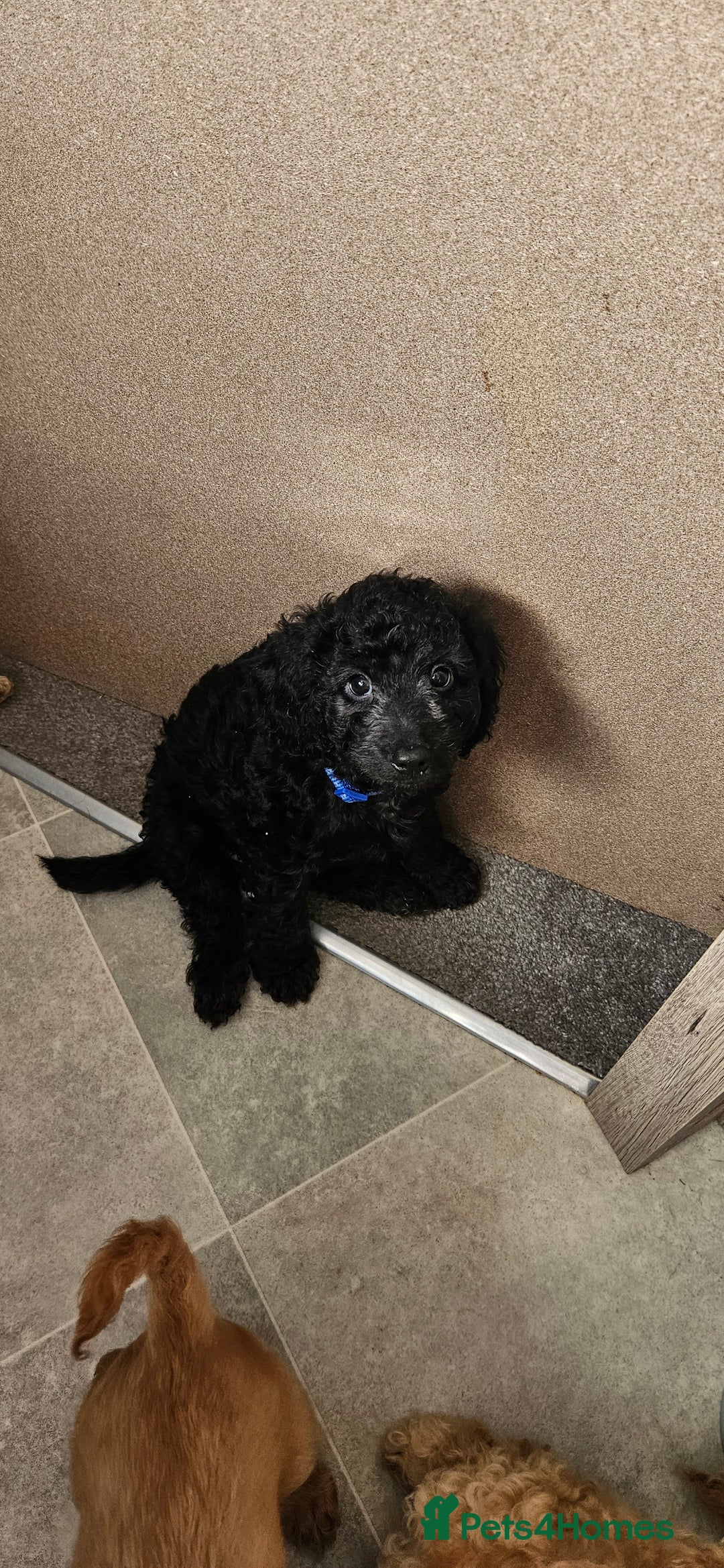 Cockapoo dogs for sale: Beautiful Cockapoos  - Image 11