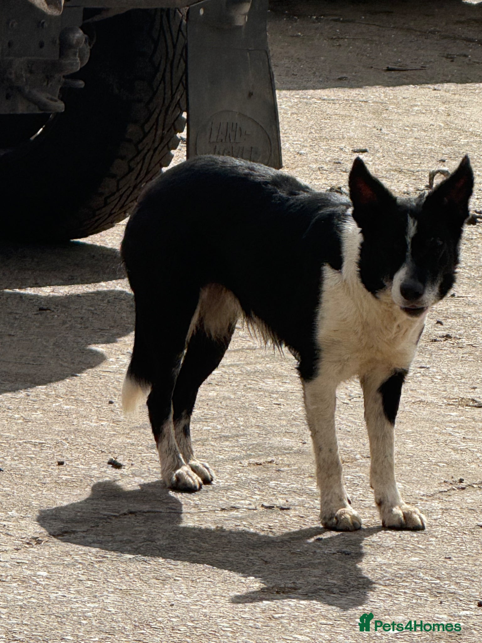 Border Collie dogs 2 X Male Welsh border collie pups - Advert 2