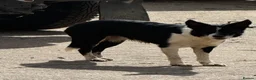 Border Collie dogs for sale: 2 X Male Welsh border collie pups in Crickhowell - Advert 1