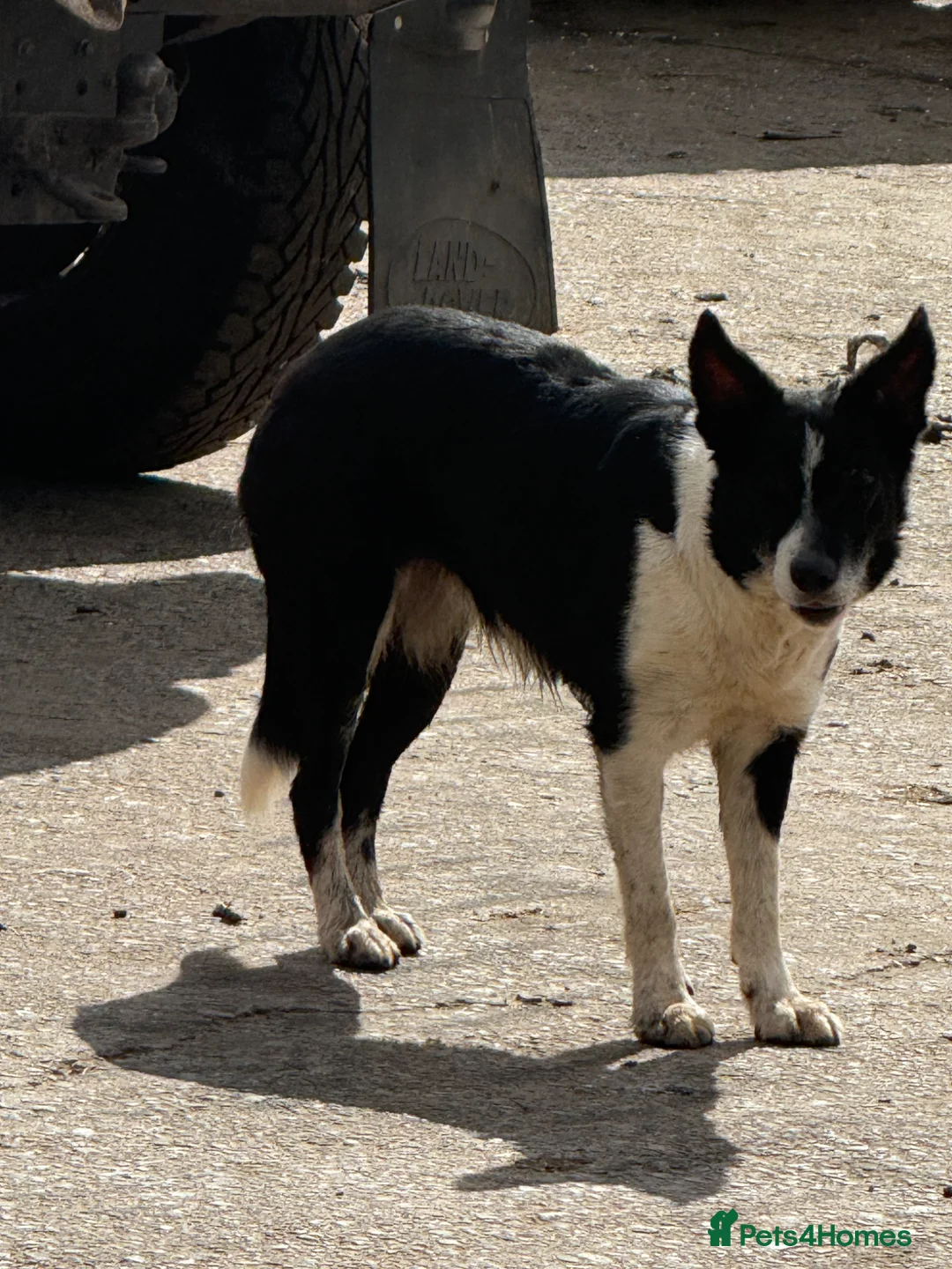 Border Collie dogs for sale: 2 X Male Welsh border collie pups in Crickhowell - Advert 1