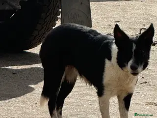 Border Collie dogs 2 X Male Welsh border collie pups - Advert 4