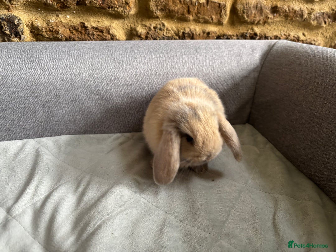 Mini Lop rabbits for sale: Mini Lops - Image 9