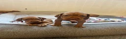 Hungarian Vizsla dogs for sale: 5 handsome hungarian vizsla puppies for sale - Advert 15