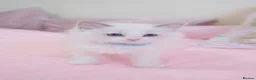 Ragdoll cats for sale: Beautiful Ragdolls  in Oldbury - Advert 36