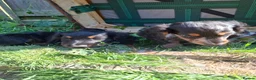 Miniature Dachshund dogs for sale: Long Haired miniature dachshund 2 boys  - Advert 12