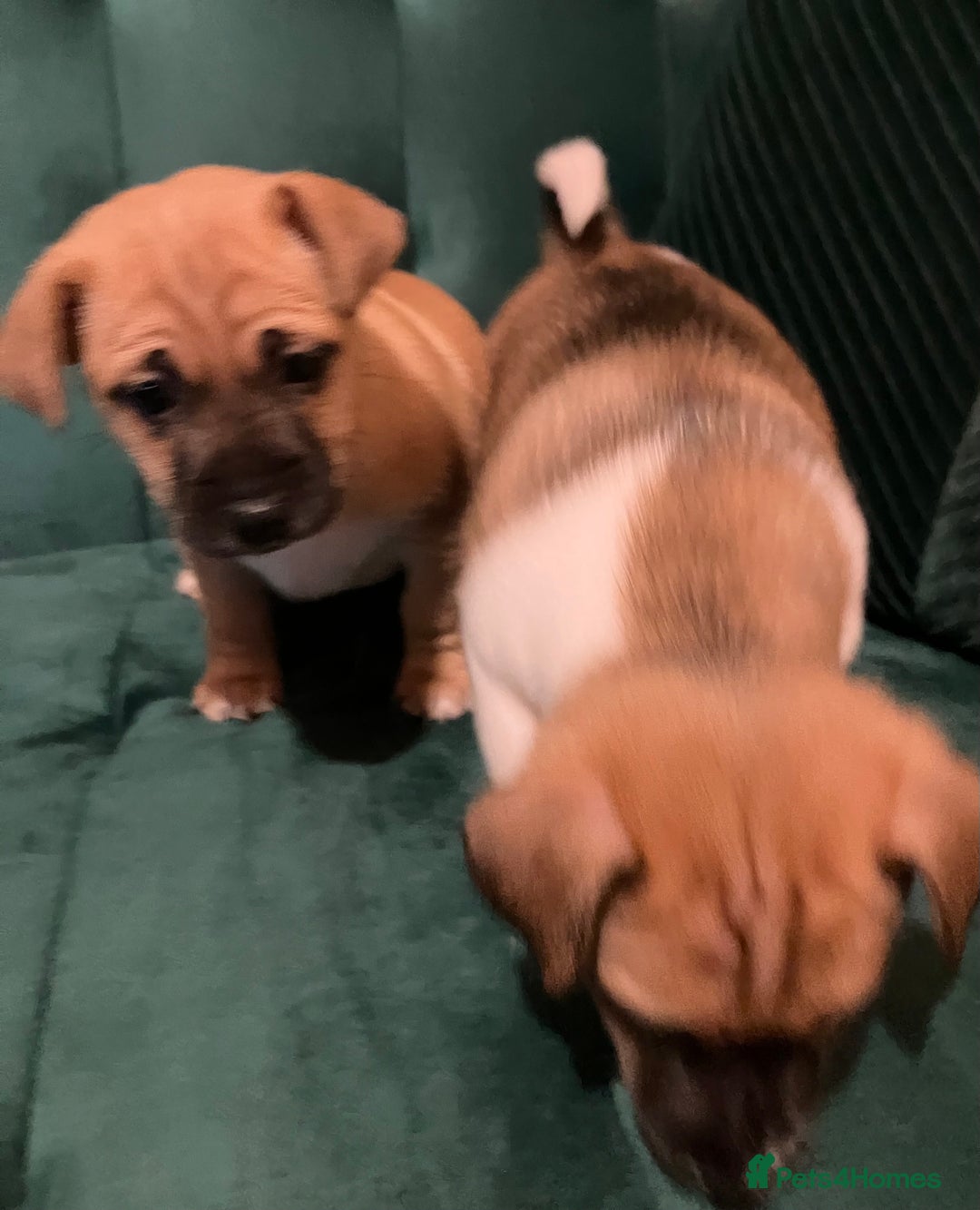 Jack Russell dogs for sale: Jack Russell girl puppies x2 - Advert 4