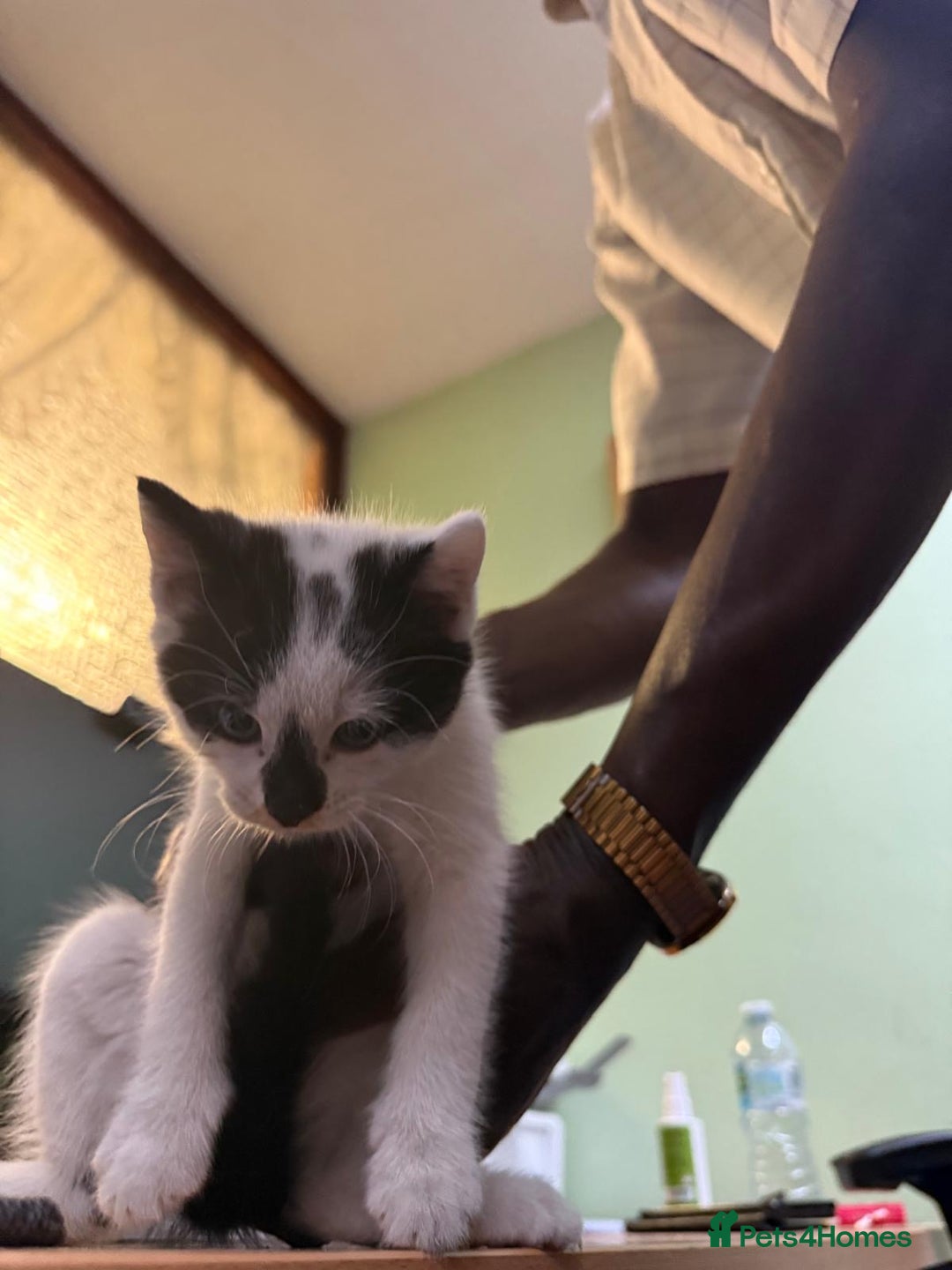 Domestic Shorthair cats for sale: 2 kittens for sale ! - Image 2