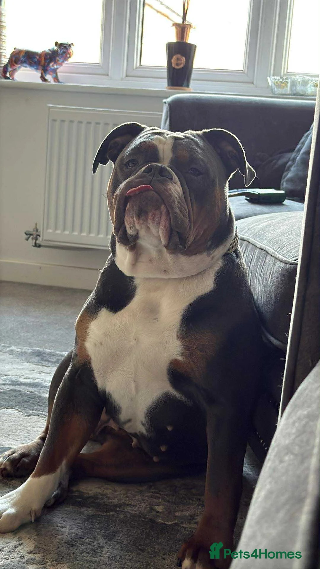 Olde English Bulldogge dogs for sale: 12 month old olde English bulldoggue  - Advert 2