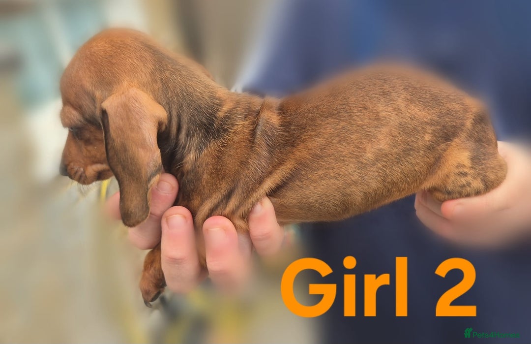 Miniature Dachshund dogs for sale: !!!Minature Dachshunds For Sale!!! - Advert 6