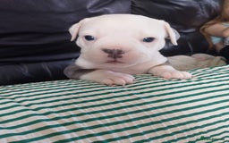 Mixed Breed dogs for sale: Beautiful Big Old Thyme bulldog x Staffy Pups  - Image 8