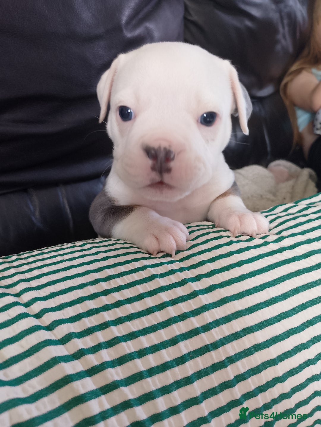 Mixed Breed dogs for sale: Beautiful Big Old Thyme bulldog x Staffy Pups  - Image 8