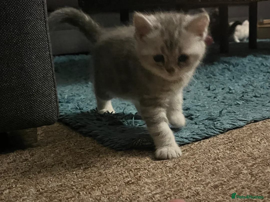 British Shorthair cats for sale: A beautiful kittens British shorthair  - Advert 10