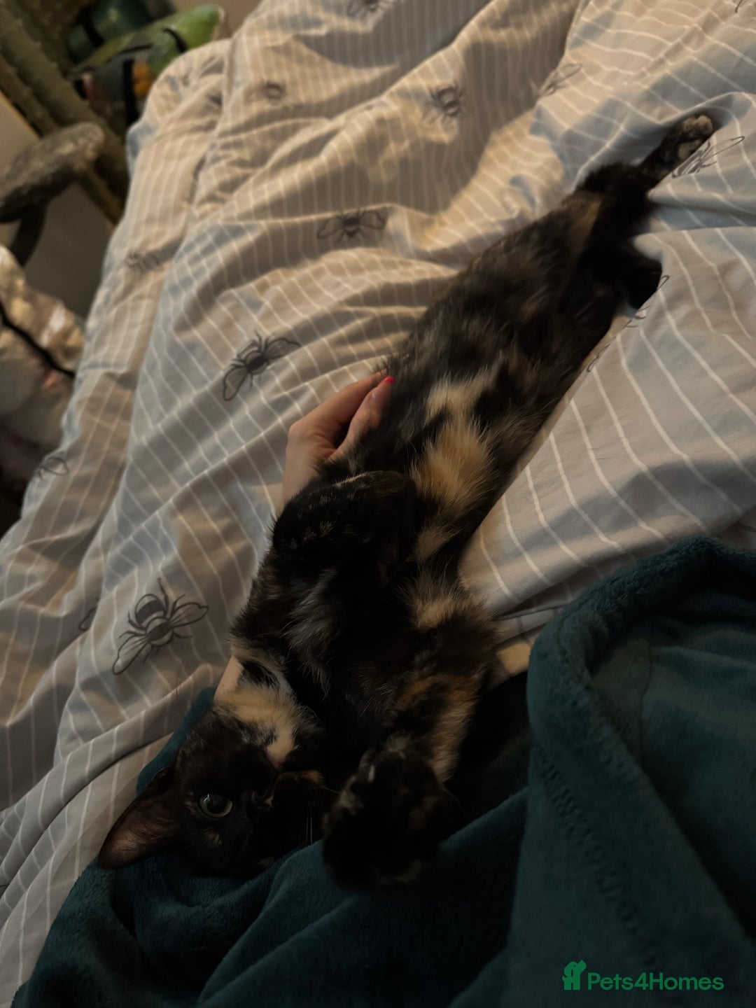 British Shorthair cats for sale: 2 beautiful 18 month old cats  - Advert 6