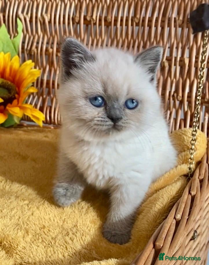 British Shorthair cats RARE SEAL LYNX PURE BRED BSH TEDDY BEARS - Advert 15