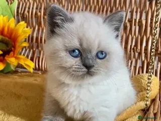 British Shorthair cats RARE SEAL LYNX PURE BRED BSH TEDDY BEARS - Advert 15