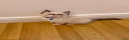 Ragdoll cats for sale: Ragdoll kittens for sale - Advert 10