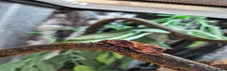 Gecko reptiles for sale: Lily white crested geckos - Advert 4